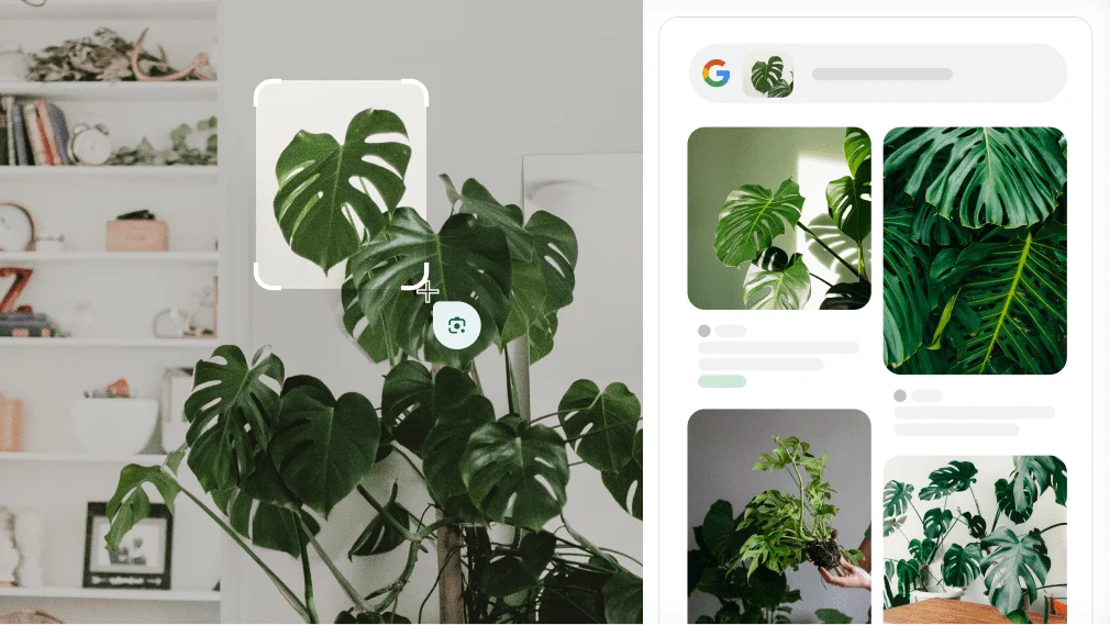 Google Lens, Monstera bitkisini tanımlamak için kullanılıyor.